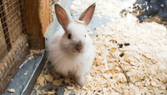 White and grey rabbit on a floor of woodchip